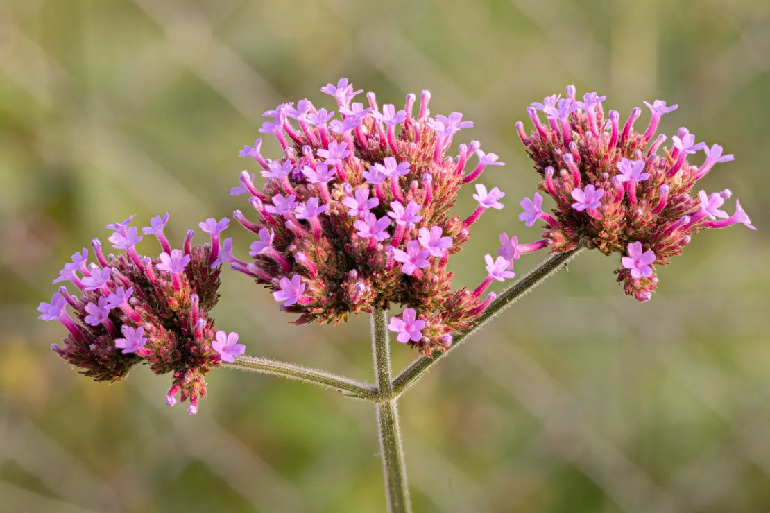 Argentinisches Eisenkraut (Verbena bonariensis) [1]